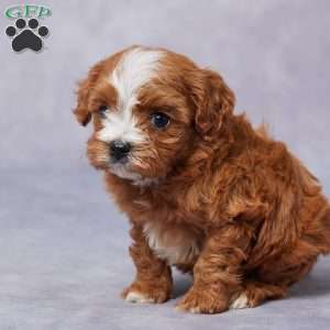 Emma, Cavapoo Puppy